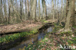 Lesser Celandine (Ranunculus ficaria)