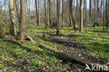 Lesser Celandine (Ranunculus ficaria)