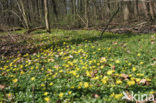 Lesser Celandine (Ranunculus ficaria)