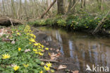 Lesser Celandine (Ranunculus ficaria)