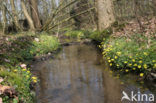 Lesser Celandine (Ranunculus ficaria)