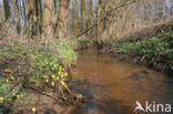 Lesser Celandine (Ranunculus ficaria)