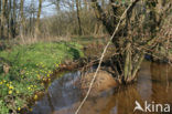 Lesser Celandine (Ranunculus ficaria)