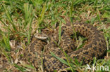 Spitssnuit adder (Vipera ursinii) 