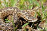 Spitssnuit adder (Vipera ursinii) 