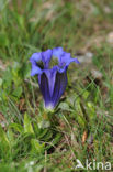 Stengelloze gentiaan (Gentiana acaulis)