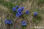 Stengelloze gentiaan (Gentiana acaulis)