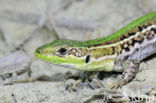 Balkan wall lizard (Podarcis tauricus)