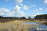 Tongerense Heide