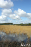 Tongerense Heide