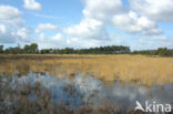 Tongerense Heide