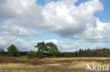 Tongerense Heide