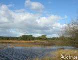 Tongerense Heide