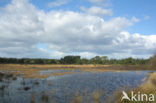 Tongerense Heide