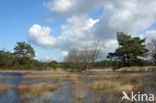 Tongerense Heide