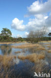 Tongerense Heide