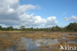 Tongerense Heide