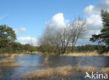 Tongerense Heide