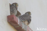 Common Kestrel (Falco tinnunculus)