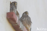 Common Kestrel (Falco tinnunculus)