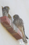 Common Kestrel (Falco tinnunculus)