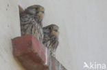 Common Kestrel (Falco tinnunculus)