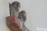 Common Kestrel (Falco tinnunculus)