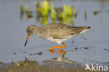 Common Redshank (Tringa totanus)