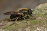 Cheilosia albipila