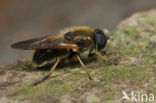 Tweekleurig gitje (Cheilosia albipila)