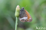 Tweekleurig hooibeestje (Coenonympha arcania) 