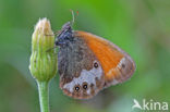 Tweekleurig hooibeestje (Coenonympha arcania) 