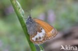 Tweekleurig hooibeestje (Coenonympha arcania) 