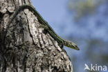 Tyrrhenian Wall Lizard (Podarcis tiliguertus)