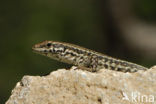 Tyrrhenian Wall Lizard (Podarcis tiliguertus)