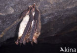 Vale vleermuis (Myotis myotis) 