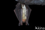 Mouse-eared Bat (Myotis myotis)