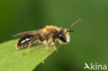 Andrena helvola