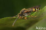 Variabele wespbij (Nomada zonata) 