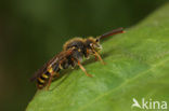 Wasp-bee (Nomada zonata)