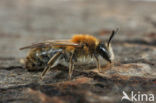 mining bee (Andrena varians)