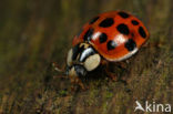 Multicoloured Asian Ladybird (Harmonia axyridis)