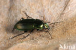 Veelkleurige Kielspriet (Poecilus versicolor)