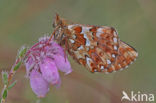 Cranberry Fritillary (Boloria aquilonaris)