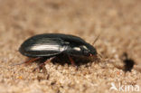 Amara communis