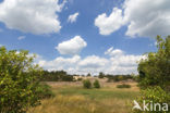 Veluwe