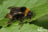 Vierkleurige koekoekshommel (Bombus sylvestris)