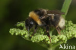 Vierkleurige koekoekshommel (Bombus sylvestris)