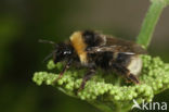 Vierkleurige koekoekshommel (Bombus sylvestris)