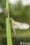 Viervlek (Libellula quadrimaculata)